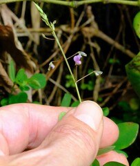 Desmodium scorpiurus