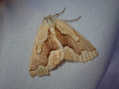 Sabulodes edwardsata