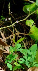 Desmodium scorpiurus