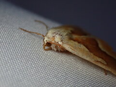 Sabulodes edwardsata