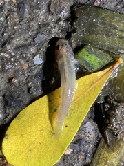 Rhinogobius candidianus