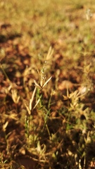 Eragrostis reptans