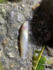 Rhinogobius candidianus