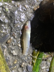 Rhinogobius candidianus