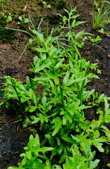 Lygodium japonicum
