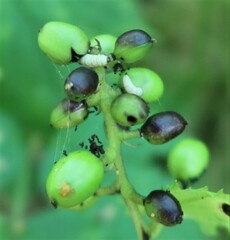 Eupithecia immundata
