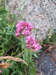Centranthus ruber