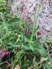 Centranthus ruber