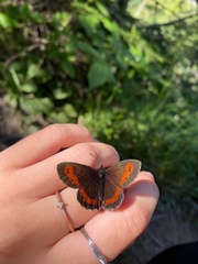 Erebia euryale