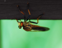 Cophinopoda