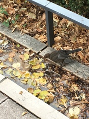 Turdus merula