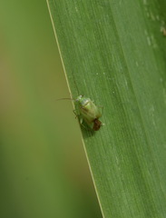 Apolygus spinolae