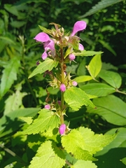 Lamium maculatum