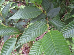 Alnus firma