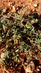 Astragalus nuttallianus austrinus