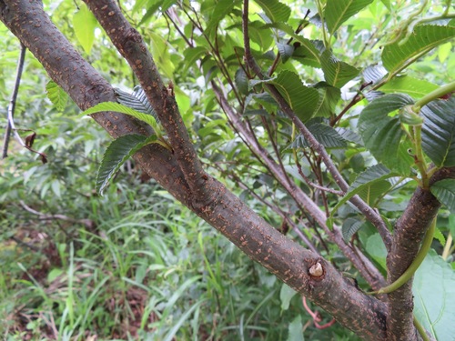 Image of Alnus pendula by (c) Marco Mussita, some rights reserved (CC BY)