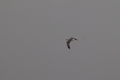 Larus michahellis