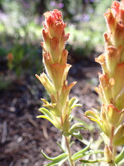 Castilleja arachnoidea
