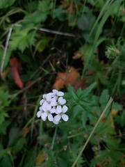 Cardamine macrophylla
