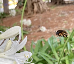 Amegilla quadrifasciata maderae