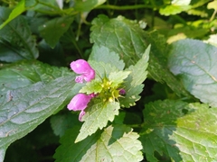 Lamium maculatum