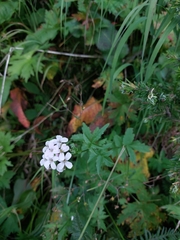 Cardamine macrophylla