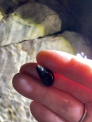 Semisulcospira libertina