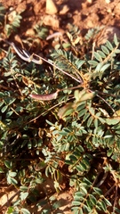 Astragalus nuttallianus austrinus
