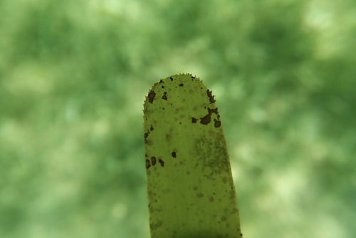 Photo of Serrulate Cymodocea (Cymodocea serrulata)