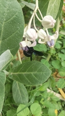 Xylocopa fenestrata