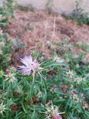 Centaurea calcitrapa