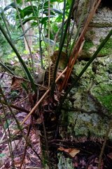 Zamia neurophyllidia