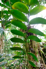 Zamia neurophyllidia