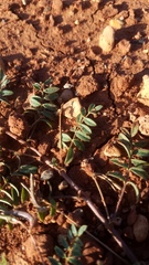 Astragalus nuttallianus austrinus
