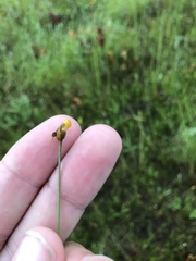 Xyris montana