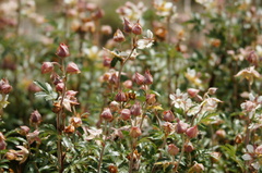 Farinopsis salesoviana