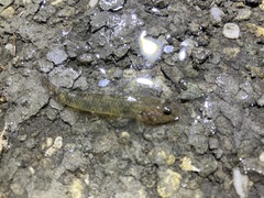Rhinogobius similis