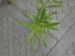 Erigeron canadensis