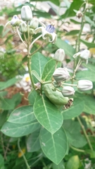 Calotropis gigantea