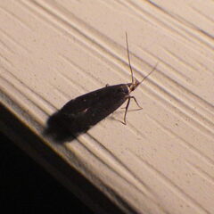 Dichomeris juncidella