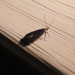 Dichomeris juncidella