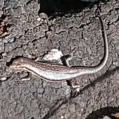 Trachylepis laevigata