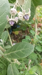 Calotropis gigantea