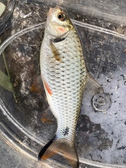 Systomus orphoides