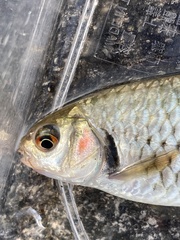 Systomus orphoides