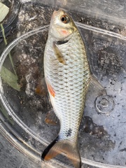 Systomus orphoides