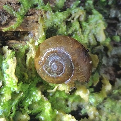 Austrorhytida glaciamans