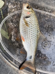 Systomus orphoides