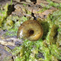 Austrorhytida glaciamans