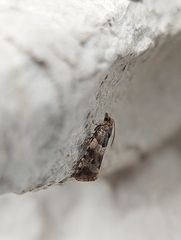 Lobesia abscisana